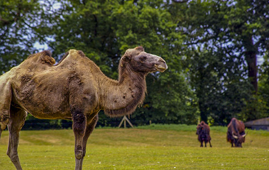 location vacance proche du parc de banféré