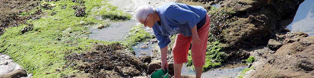 peche a pied dans le morbihan