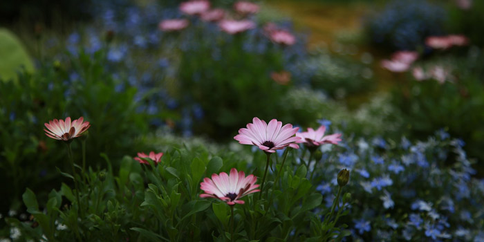 Jardin botanique dans le Morbihan 