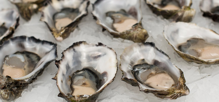 Expériences inoubliables dans le Golfe du Morbihan